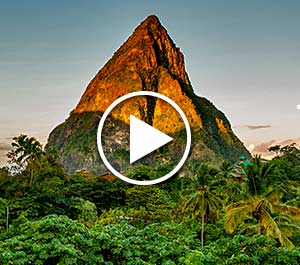 roots-to-wrapper-video