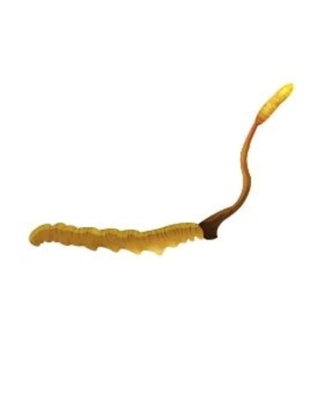 cord1