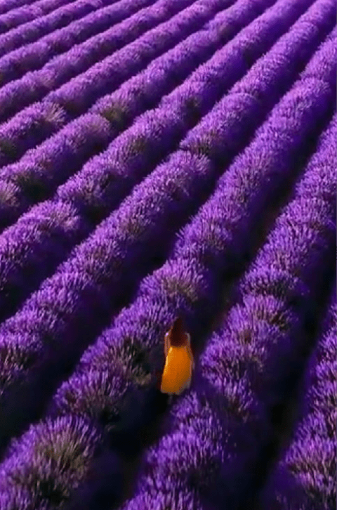 girl in field 2